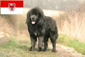 Lees meer over het artikel Tibetaanse Hondenfokker en puppies in Brandenburg