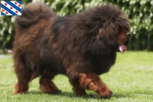 Lees meer over het artikel Tibetaanse Hondenfokker en puppies in Friesland