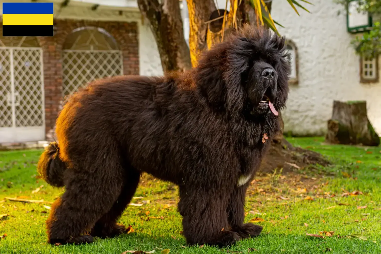 Tibetaanse Mastiff pups en fokker Gelderland Vind Tibetaanse Mastiff fokkers in Gelderland.