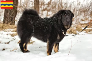 Lees meer over het artikel Tibetaanse Hondenfokker en puppies in Overijssel