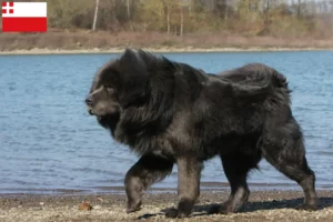 Lees meer over het artikel Tibetaanse Hondenfokker en puppies in Utrecht