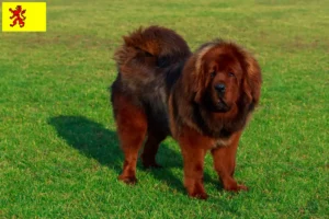 Lees meer over het artikel Tibetaanse Hondenfokker en puppies in Zuid-Holland