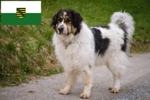 Lees meer over het artikel Tornjak fokkers en pups in Saksen