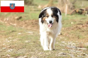 Lees meer over het artikel Tornjak fokkers en pups in Thüringen
