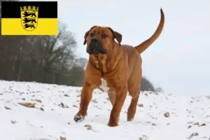 Lees meer over het artikel Tosa fokkers en pups in Baden-Württemberg