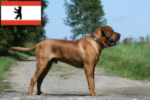 Lees meer over het artikel Tosa fokkers en puppies in Berlijn