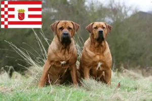 Lees meer over het artikel Tosa fokkers en puppies in Bremen