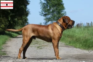 Lees meer over het artikel Tosa fokkers en pups in Drenthe
