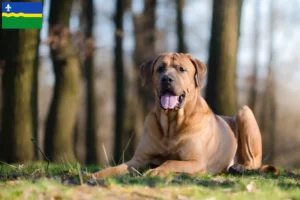 Lees meer over het artikel Tosa fokkers en puppies in Flevoland