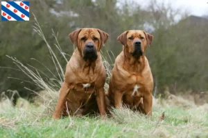 Lees meer over het artikel Tosa fokkers en pups in Friesland