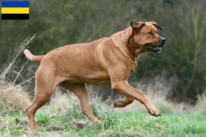 Lees meer over het artikel Tosa fokkers en pups in Gelderland
