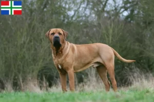 Lees meer over het artikel Tosa fokkers en pups in Groningen