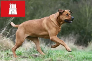 Lees meer over het artikel Tosa fokkers en puppies in Hamburg