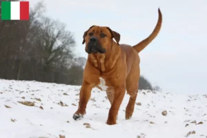 Lees meer over het artikel Tosa fokkers en pups in Italië