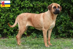 Lees meer over het artikel Tosa fokkers en pups in Limburg