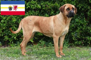 Lees meer over het artikel Tosa fokkers en pups in Mecklenburg-Vorpommern