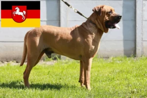 Lees meer over het artikel Tosa fokkers en puppies in Nedersaksen