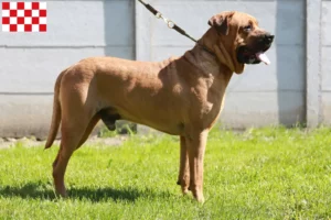 Lees meer over het artikel Tosa fokkers en pups in Noord-Brabant