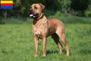Lees meer over het artikel Tosa fokkers en pups in Noord-Holland