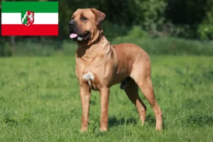 Lees meer over het artikel Tosa fokkers en pups in Noordrijn-Westfalen