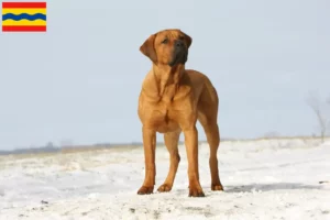 Lees meer over het artikel Tosa fokkers en pups in Overijssel