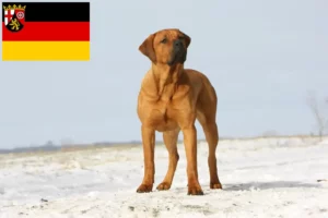 Lees meer over het artikel Tosa fokkers en pups in Rijnland-Palts