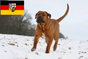 Lees meer over het artikel Tosa fokkers en pups in Saarland