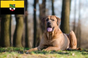 Lees meer over het artikel Tosa fokkers en pups in Saksen-Anhalt