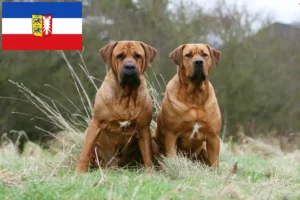 Lees meer over het artikel Tosa fokkers en pups in Sleeswijk-Holstein
