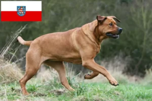 Lees meer over het artikel Tosa fokkers en puppies in Thüringen