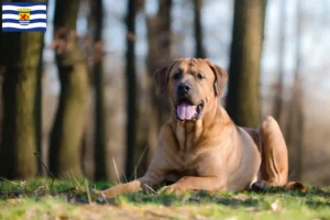 Lees meer over het artikel Tosa fokkers en pups in Zeeland