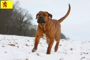 Lees meer over het artikel Tosa fokkers en pups in Zuid-Holland