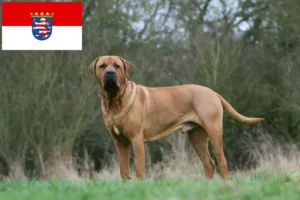 Lees meer over het artikel Tosa fokkers en pups in Hessen