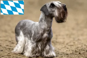 Lees meer over het artikel Tsjechische Terrier fokker en puppies in Beieren