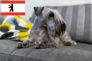 Lees meer over het artikel Tsjechische Terrier fokker en pups in Berlijn