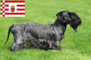 Lees meer over het artikel Tsjechische Terrier fokker en pups in Bremen