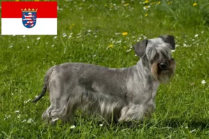 Lees meer over het artikel Tsjechische Terriër fokkers en pups in Hessen