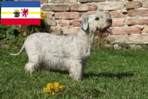 Lees meer over het artikel Tsjechische Terriër fokkers en puppies in Mecklenburg-Vorpommern