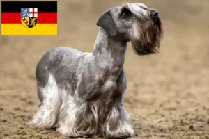 Lees meer over het artikel Tsjechische Terrier fokker en puppies in Saarland