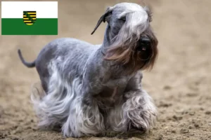 Lees meer over het artikel Tsjechische Terriër fokker en puppies in Saksen