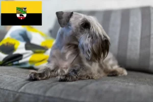 Lees meer over het artikel Tsjechische Terrier fokker en pups in Saksen-Anhalt