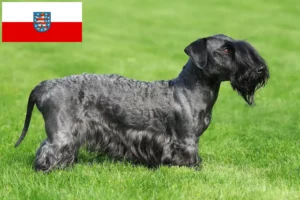 Lees meer over het artikel Tsjechische Terrier fokker en pups in Thüringen