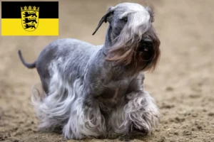 Lees meer over het artikel Tsjechische Terriër fokkers en pups in Baden-Württemberg