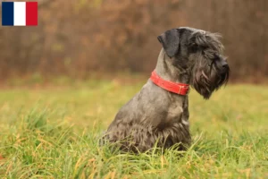 Lees meer over het artikel Tsjechische Terrier fokker en puppies in Frankrijk