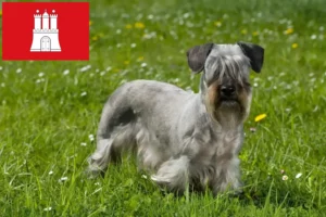 Lees meer over het artikel Tsjechische Terrier fokker en pups in Hamburg