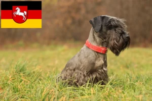 Lees meer over het artikel Tsjechische Terrier fokker en puppies in Nedersaksen