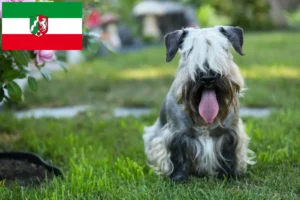 Lees meer over het artikel Tsjechische Terriër fokkers en pups in Noordrijn-Westfalen