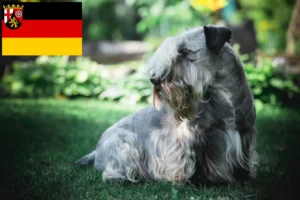Lees meer over het artikel Tsjechische Terriër fokkers en puppies in Rijnland-Palts