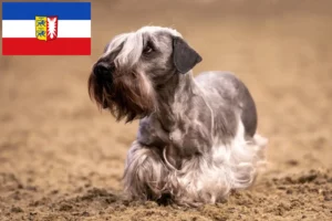 Lees meer over het artikel Tsjechische Terrier fokkers en puppies in Sleeswijk-Holstein