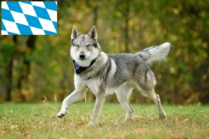 Lees meer over het artikel Tsjechoslowaakse Wolfhond fokkers en puppies in Beieren